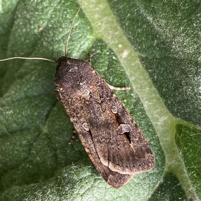 Agrotis infusa (Bogong Moth, Common Cutworm) at Belconnen, ACT - 26 Sep 2024 by SteveBorkowskis