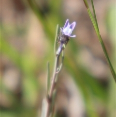 Linaria arvensis (Corn Toadflax) at Whitlam, ACT - 24 Sep 2024 by sangio7