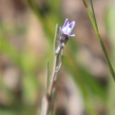 Linaria arvensis (Corn Toadflax) at Whitlam, ACT - 24 Sep 2024 by sangio7