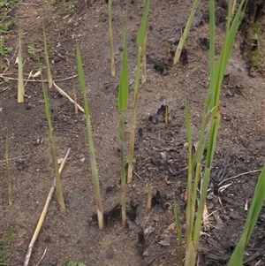 Phragmites australis at Macgregor, ACT - 11 Sep 2024