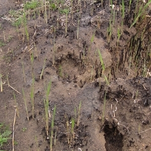 Phragmites australis at Macgregor, ACT - 11 Sep 2024