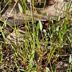 Moenchia erecta (Erect Chickweed) at Hawker, ACT - 22 Sep 2024 by sangio7