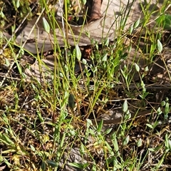 Moenchia erecta at Hawker, ACT - 22 Sep 2024 02:59 PM