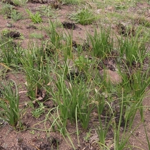 Bulbine bulbosa at Macgregor, ACT - 11 Sep 2024