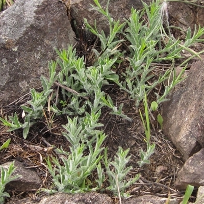 Wahlenbergia sp. (Bluebell) at Macgregor, ACT - 11 Sep 2024 by pinnaCLE