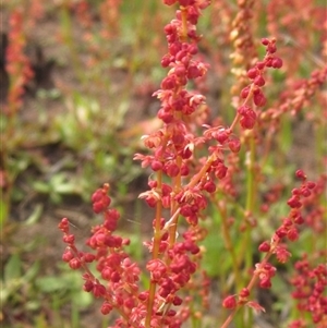 Rumex acetosella at Latham, ACT - 11 Sep 2024