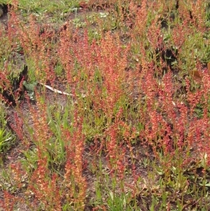 Rumex acetosella at Latham, ACT - 11 Sep 2024