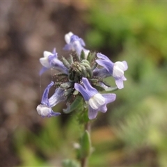 Linaria arvensis (Corn Toadflax) at Latham, ACT - 11 Sep 2024 by pinnaCLE