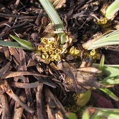 Lomandra bracteata (Small Matrush) at Macgregor, ACT - 11 Sep 2024 by pinnaCLE