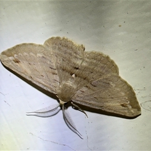 Syneora lithina at Arakoon, NSW - 21 Aug 2024 07:19 PM