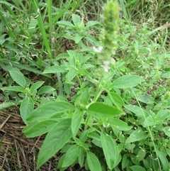 Unidentified Other Wildflower or Herb at Mount Carbine, QLD - 10 Jan 2023 by Jase