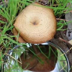 Lentinus arcularius at Wodonga, VIC - 22 Sep 2024