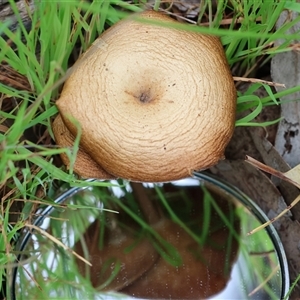 Lentinus arcularius at Wodonga, VIC - 22 Sep 2024 09:09 AM