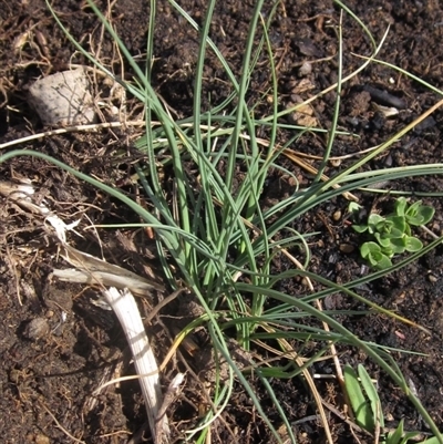 Carex bichenoviana (A Sedge ) at Macgregor, ACT - 11 Sep 2024 by pinnaCLE