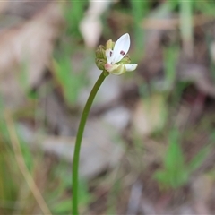 Burchardia umbellata (Milkmaids) at Wodonga, VIC - 22 Sep 2024 by KylieWaldon