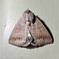 Pantydia sparsa (Noctuid Moth) at Arakoon, NSW - 22 Aug 2024 by Pirom