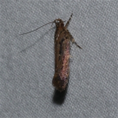 Macrobathra nephelomorpha (A curved-horn moth) at Freshwater Creek, VIC - 16 Feb 2021 by WendyEM