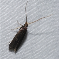 Lecithocera (genus) (A Gelechioid moth (Lecithoceridae)) at Freshwater Creek, VIC - 16 Feb 2021 by WendyEM