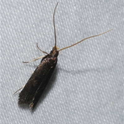 Lecithocera (genus) (A Gelechioid moth (Lecithoceridae)) at Freshwater Creek, VIC - 15 Feb 2021 by WendyEM