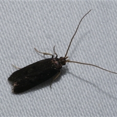 Lecithocera (genus) at Freshwater Creek, VIC - 16 Feb 2021