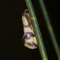 Olbonoma triptycha (Chezela Group) at Freshwater Creek, VIC - 15 Feb 2021 by WendyEM