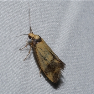 Olbonoma triptycha at Freshwater Creek, VIC - 16 Feb 2021