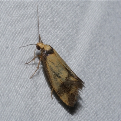 Olbonoma triptycha (Chezela Group) at Freshwater Creek, VIC - 16 Feb 2021 by WendyEM