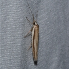 Palimmeces pseudomorpha at Freshwater Creek, VIC - 15 Feb 2021 by WendyEM