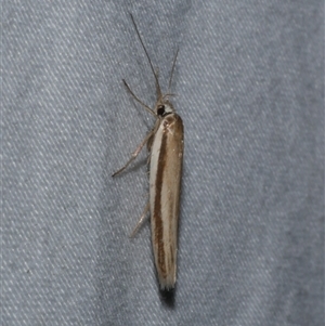 Palimmeces pseudomorpha at Freshwater Creek, VIC - 15 Feb 2021