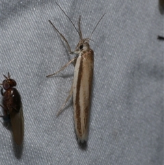 Palimmeces pseudomorpha at Freshwater Creek, VIC - 15 Feb 2021