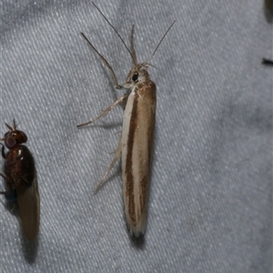 Palimmeces pseudomorpha at Freshwater Creek, VIC - 15 Feb 2021