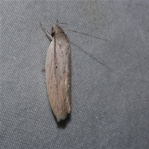 Eochrois acutella at Freshwater Creek, VIC - 16 Feb 2021 01:49 AM