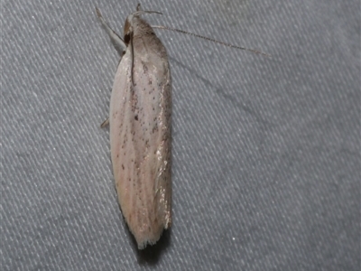 Eochrois acutella (A Concealer moth (Wingia Group)) at Freshwater Creek, VIC - 15 Feb 2021 by WendyEM