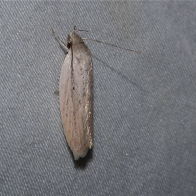 Eochrois acutella (A Concealer moth (Wingia Group)) at Freshwater Creek, VIC - 16 Feb 2021 by WendyEM