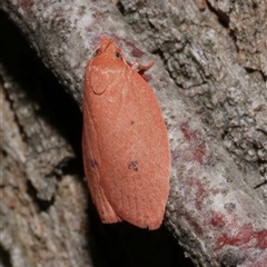 Garrha pudica (Modest Dullmoth) at Freshwater Creek, VIC - 15 Feb 2021 by WendyEM