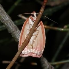 Garrha pudica at Freshwater Creek, VIC - 16 Feb 2021 12:22 AM