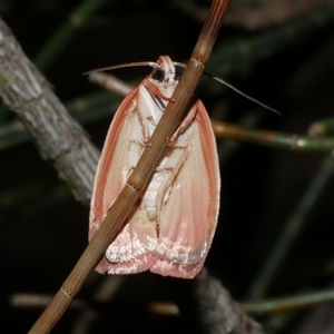 Garrha pudica at Freshwater Creek, VIC - 16 Feb 2021