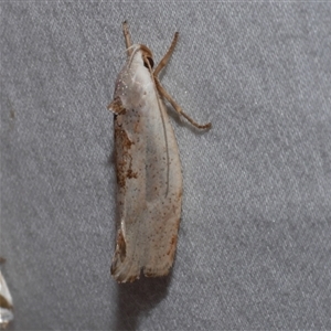 Tymbophora peltastis at Freshwater Creek, VIC - 15 Feb 2021 10:44 PM