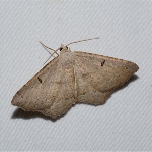 Dissomorphia australiaria at Freshwater Creek, VIC - 16 Feb 2021