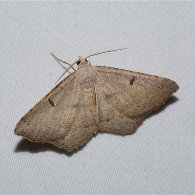 Dissomorphia australiaria (Dashed Geometrid, Ennominae) at Freshwater Creek, VIC - 16 Feb 2021 by WendyEM