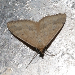 Scopula rubraria at Freshwater Creek, VIC - 15 Feb 2021