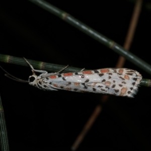 Utetheisa pulchelloides at Freshwater Creek, VIC - 15 Feb 2021