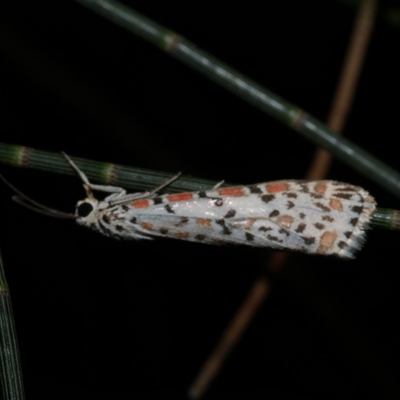 Utetheisa pulchelloides (Heliotrope Moth) at Freshwater Creek, VIC - 15 Feb 2021 by WendyEM