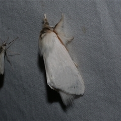 Trichiocercus sparshalli (Sparshall's Moth) at Freshwater Creek, VIC - 16 Feb 2021 by WendyEM