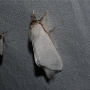 Trichiocercus sparshalli at Freshwater Creek, VIC - 16 Feb 2021