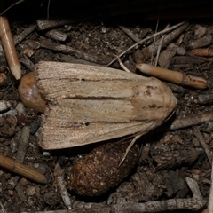 Leucania diatrecta (A Noctuid moth) at Freshwater Creek, VIC - 16 Feb 2021 by WendyEM