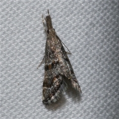 Unidentified Pyralid or Snout Moth (Pyralidae & Crambidae) at Freshwater Creek, VIC - 18 Feb 2021 by WendyEM