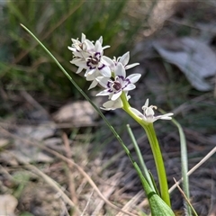 Wurmbea dioica subsp. dioica (Early Nancy) at Watson, ACT - 16 Sep 2024 by JodieR