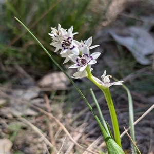 Wurmbea dioica subsp. dioica at Watson, ACT - 16 Sep 2024