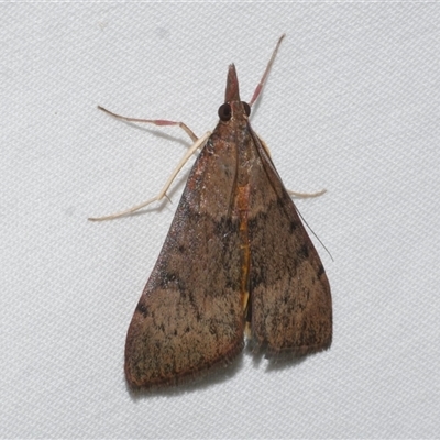 Uresiphita ornithopteralis (Tree Lucerne Moth) at Freshwater Creek, VIC - 18 Feb 2021 by WendyEM